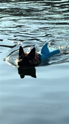 Beware of the Handsome Furry Shark Dog