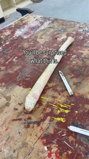 Just Go! on Instagram: "Did you know? This long, solid bone is a walrus baculum — also called an oosik in the North. Male walrus have a real bone in their pen-s, and it can reach up to 60 cm (24 inches). Inuit hunters have traditionally used oosiks for tools, carvings, and artwork because they’re tough and durable. Nature is wild… and full of surprises! 🦭❄️ #walrus #nature #wild #bone"