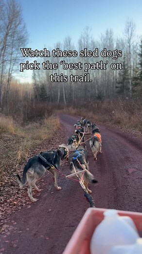 Jake in particular is really great at finding the safest path on the trail. While this trail isn’t too bad in this video, there were sections that were heavily rutted, and every time Jake chose the safest path, moving the team behind him. #workingdogs #sleddogs #fyp #alaskanhusky | Chasing The Wolves