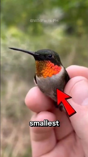 Top 4 Smallest Animals in the World 🤯