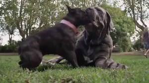 Seriously though, how good are dogs! If you LOVE man's best friend, don't miss the Dog Lovers Show this weekend. There'll be stunt dogs, Wonderdogs, military dogs, adopt-a-dogs, even dogs you can just pat for a quick endorphin boost! 󾆷 󾬐 | Daily Telegraph