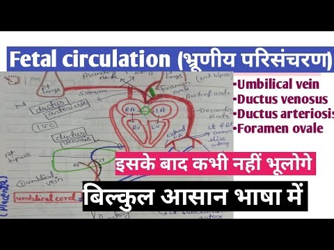 Fetal blood circulation class in hindi| chapter wise Midwifery classes#medicalhubbasicall