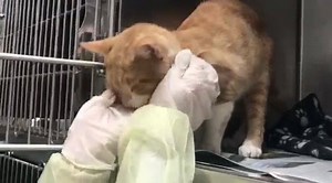 52 reactions · 56 shares | RESCUED BY FELINES & CANINES LEO - ID...