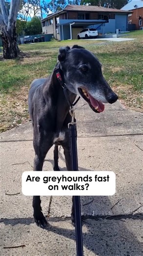 Do greyhounds ever walk fast 🐕