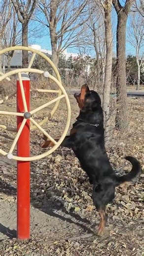 I have also learned to draw inferences by analogy#Rowina Jaburo#Roweiner#Rottweiler guard