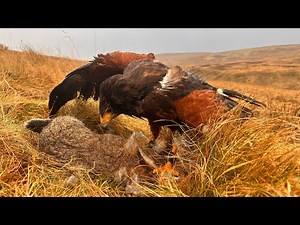 Hunting with My Harris Hawk | Incredible Flight and Catch!