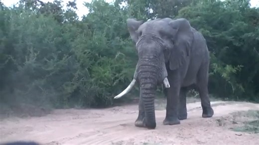 Huge Bull Elephant Mock Charge | Ellen Roman