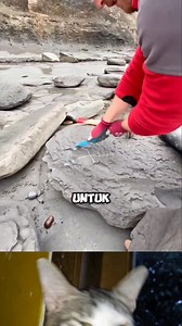 mencari fosil di batu | Cartoon Old'd