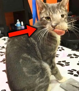 100K views · 3.5K reactions | A cat arrived at the clinic with a face TWICE as big as normal...what vets uncovered inside was truly horrifying!  See what they found in comments  | Pets Time | Facebook