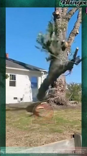 Smart Tree Branch Pruning cutting trees Above a House Using Ropes for Safe Falling
