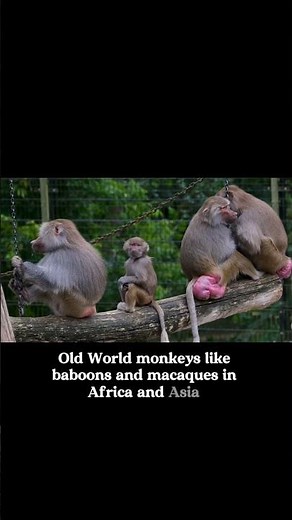 What Is a Monkey, Really? 🐒