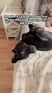Proof that Persistence pays off! #blacklab #dog #labrador | Stella and Larry