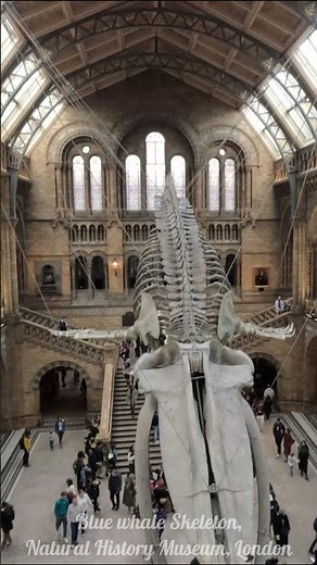 Discover the incredible anatomy of the Blue Whale skeleton