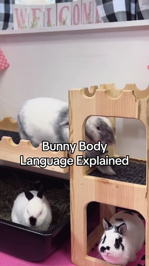 Did you know this about bunnies? #didyouknow #bunnyfacts #bunnybodylanguage #fypシ #fypage