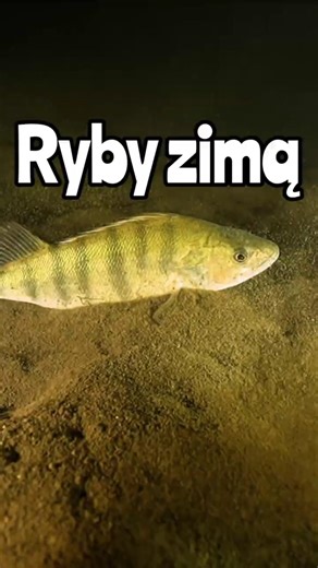 Perch Wintering: What about fish under the ice in winter?