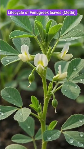 Life cycle of Fenugreek leaves(Methi) #fenugreekleaves #methi #lifecycle #timelapse #transformation