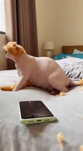 萌寵搞笑日常 麻麻..你就在旁邊躲著看嗎？？這個家呆不下去了.. #橘貓 #貓咪搞笑日常 #寵物出道計劃 #ai創作浪潮計劃 #貓咪的迷惑行為