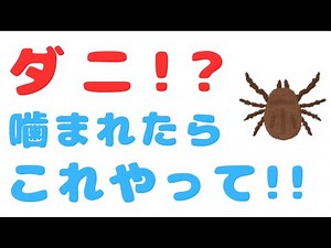 ダニに噛まれたらどうする？見分け方と正しい対処法｜絶対やってはいけないNG行為とは？