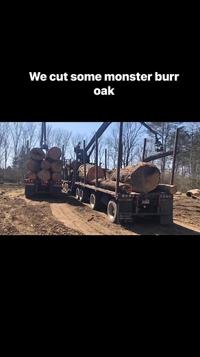 Good load of burr oak trees and Walnut. Loggers of Michigan #logginglife #bluecollarboys | Elkins Hardwoods