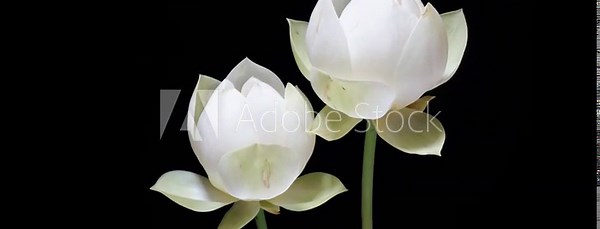 4K time Lapse footage of two blooming white lotus flowers from buds to full blossom then back to buds isolated on black background, close up b roll studio shot.