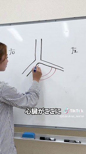 気管支の解剖と呼吸器の基本知識