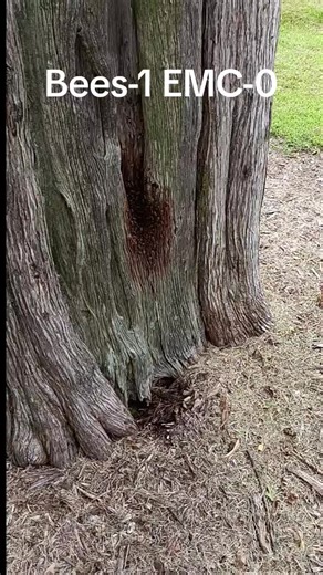 Catching Feral Bees: Benefits and Considerations