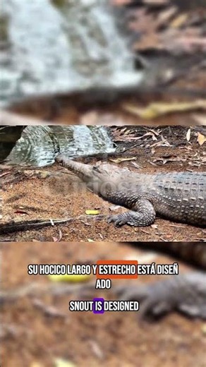 Gaviales: El Hocico de Aguja 🐊🥢