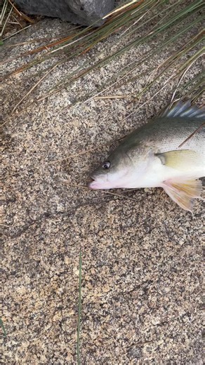 Ultimate River Fishing: Catching Trophy Murray Cod with Lil Trout