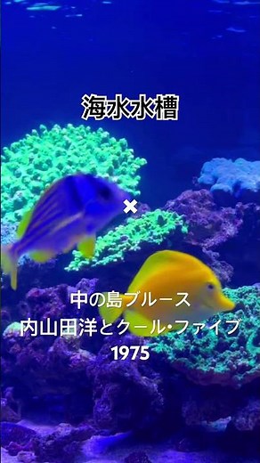 海水水槽✖ #中の島ブルース #内山田洋とクールファイブ / #長崎は今日も雨だった #そして神戸 #噂の女 #逢わずに愛して #昭和歌謡 #前川清