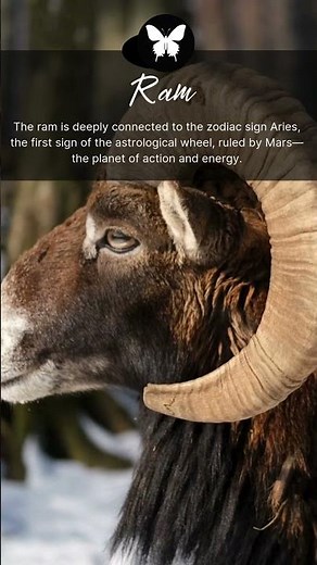 Aries? How to find out what my spirit animal is? what is your