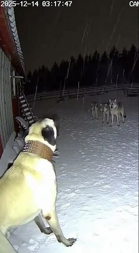 Lone Kangal Dog vs 3 Wolves: Intense Farm Defense