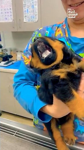 Dog's Refusing To Take Their Medicine 🤣