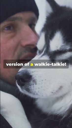 Why Huskies Are So Dramatic and Vocal