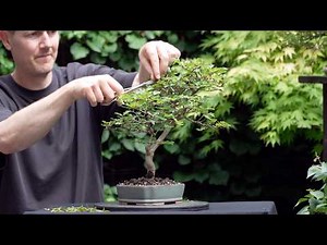 The power of time: 4 years of Korean hornbeam bonsai development