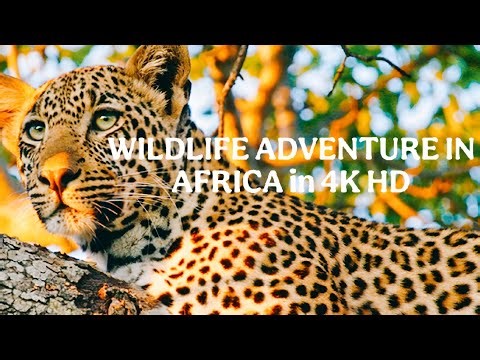 Epic African Wildlife Journeys in Stunning HD | Untamed Nature Up Close