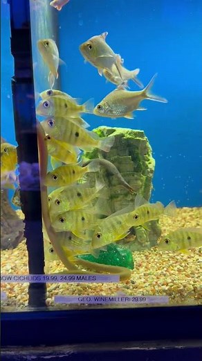 Mesmerizing Tank at a Fish Store