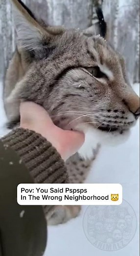 Wild Lynx Acts Like A House Cat (Incredible)