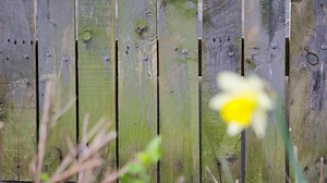 Gardening fans share ‘most effective way' to banish green stains from your fence