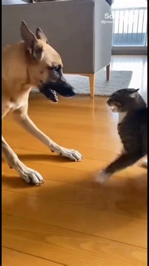 What🐈