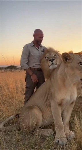 Man Shares Emotional Hugs with 5 Wild Lions in Africa | Real Wildlife Moment #lion