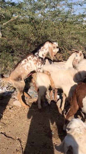 فيديو لقاء الماعزgoat meeting goat meet-up goat farms