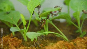 Assassin bug, Predatory beetle, Classical biological control. Biological pest control. Organic pest control.