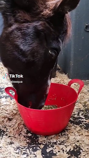 La délicieuse soupe pour mon bébé