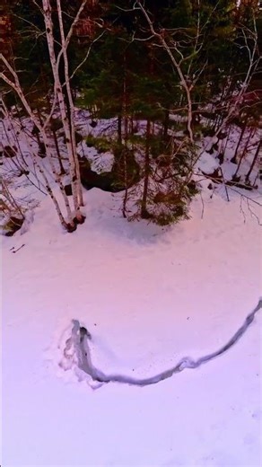 Frozen River Leading Into a Golden Winter Forest Norway #norway #4knature #relax #fyp #ambient #snow