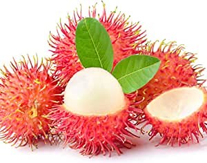 5 Rambutan Seeds (Nephelium lappaceum), Hairy Lychee Seeds - Non-GMO Fruit Seeds - Perennial Tasty Tropical Exotic Fruit Tree Seed