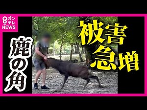 【鹿の事故急増】「うわ、痛った」鹿が突然鋭いツノをおなかへ向けて突進 角に触れる人も 奈良公園で鹿のツノでけが相次ぐ “映え”狙いか鹿に触れる危険な観光客も〈カンテレNEWS〉