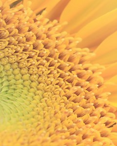 3K views · 883 reactions | The sight, scents and sounds of our planet's forests and gardens? We owe it all to the humble bee  Almost 90% of wild flowering plants in the world depend on pollinators like bees – making them the guardians of our planet's future.​ Stay tuned to find out more about protecting the bees with the Maison Guerlain. | Guerlain | Facebook