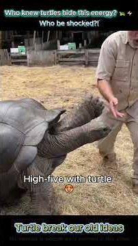 This dramatic turtle shatters our old ideas 🐢⚡ #turtles #animals #zoo