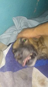 NO TE PREOCUPES AMIGO ESTARÉ TODA LA NOCHE CONTIGO, LUCHARÉ CONTIGO PARA QUE TE MEJORES. Pense que esta cuarentena muchas personas entenderían que toda vida importa. Pero nos encontramos contigo, te envenaron sin razón alguna, dare hasta mi último esfuerzo por verte felíz. TRANQUILO, TODO ESTARÁ BIEN. | Alfa Animal Perú