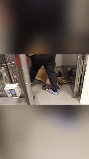 saying goodbye to my dog poopyjohn 😥 #fyp #dogs #mcjuggernuggets